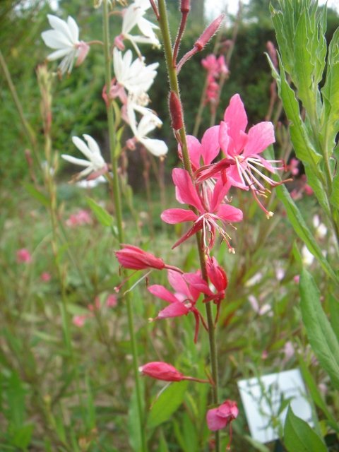 Gaura lindhemeiri 'Syskiou Pink'